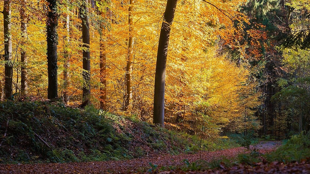 Einladung zum Nachdenklichen Spaziergang am 23.10.2024