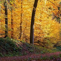 Einladung zum Nachdenklichen Spaziergang am 23.10.2024