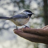 Wie einem Vogel die Hand hinhalten