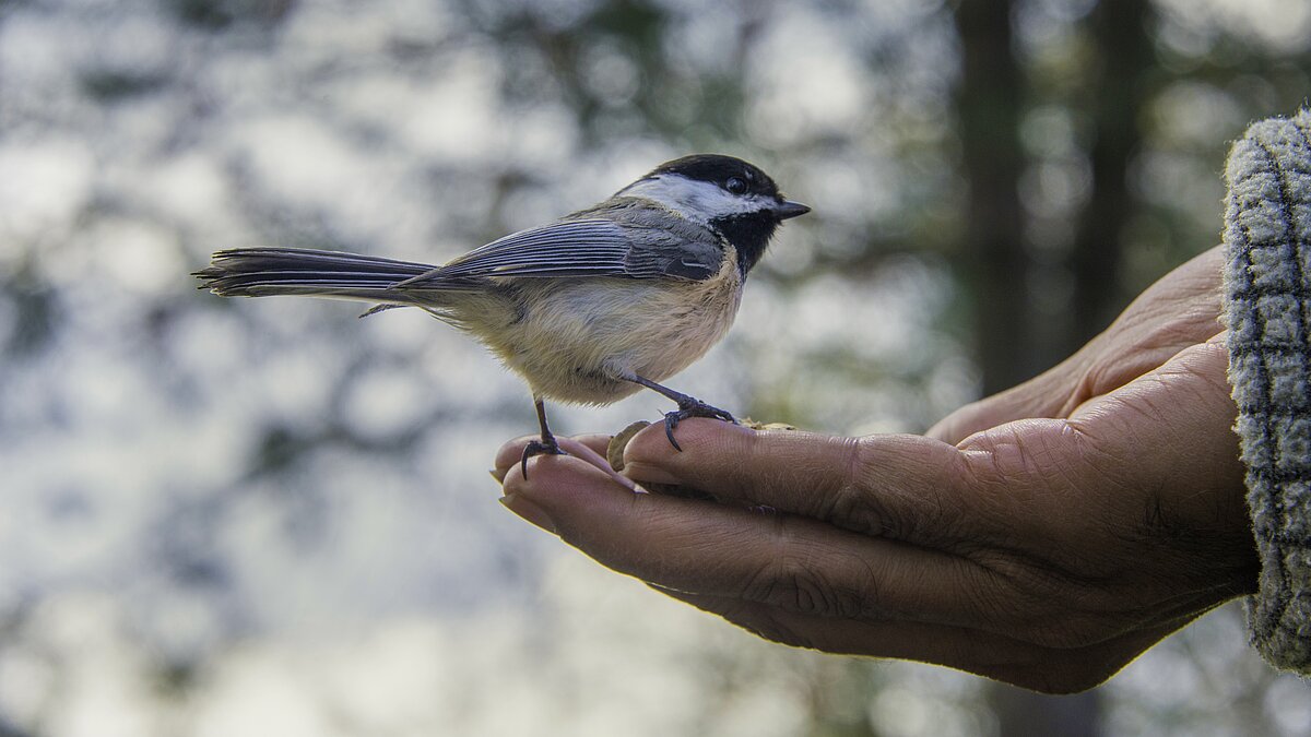 Wie einem Vogel die Hand hinhalten