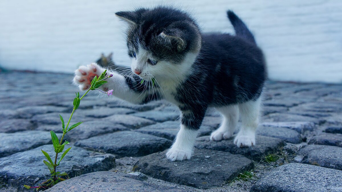 Der Lohn der Liebe ist die Liebe selbst