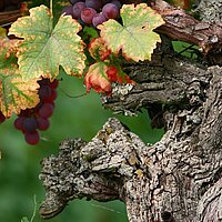 Jesus sucht Arbeiter für seinen Weinberg
